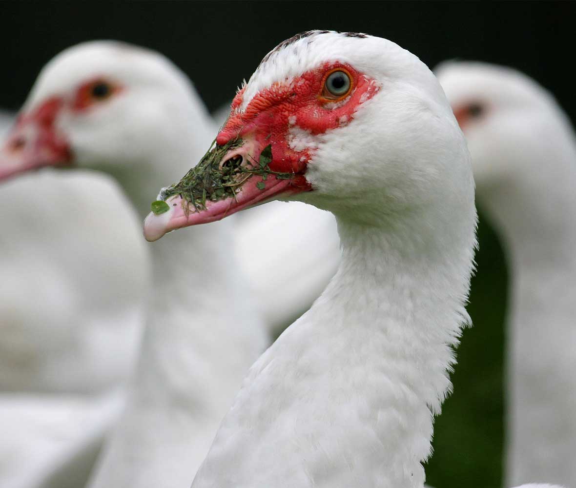 ducks